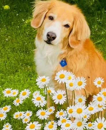 Golfweg 'home Away From Home' *